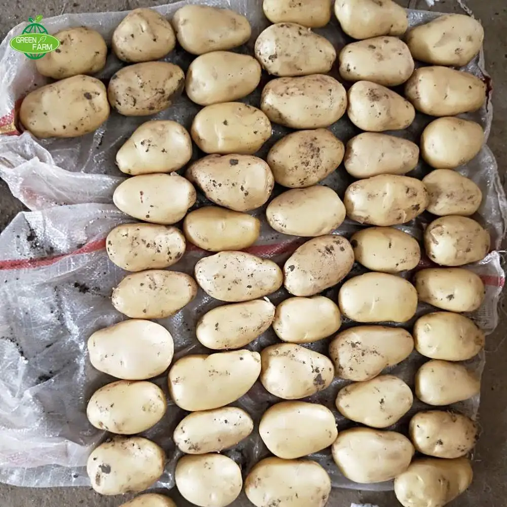 100-250g carton/net bag fresh potatoes looking for global potato buyers