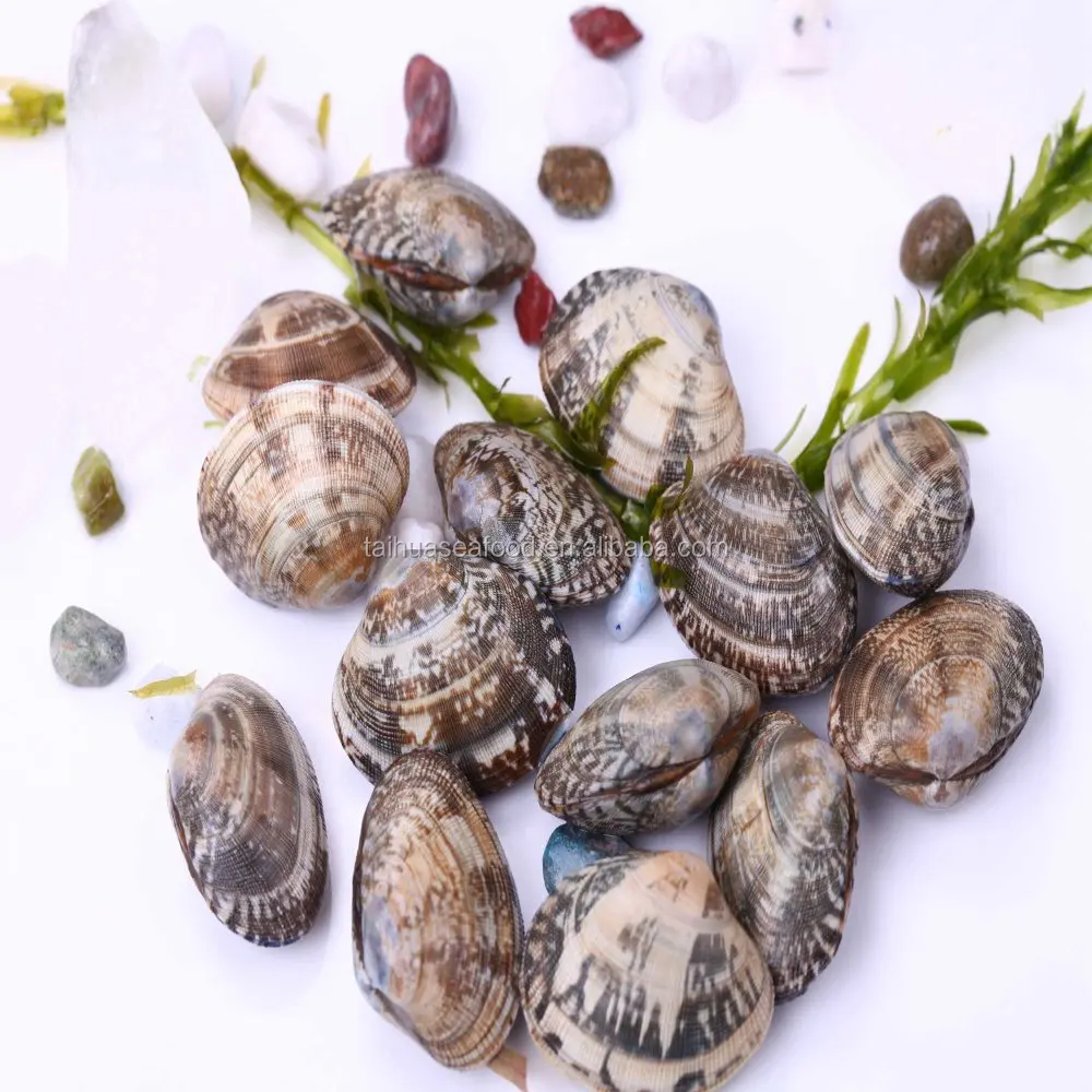 DONGGANG FROZEN FRESH SHORT NECKED CLAM IN SHELL WHICH IS COOKED