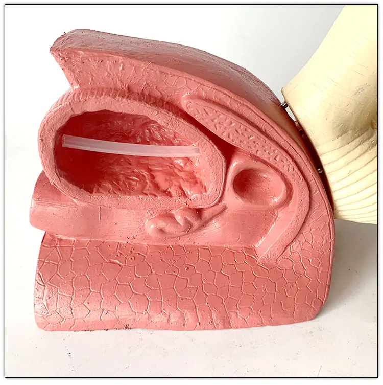 Physiological teaching model simple male urethral catheterization model