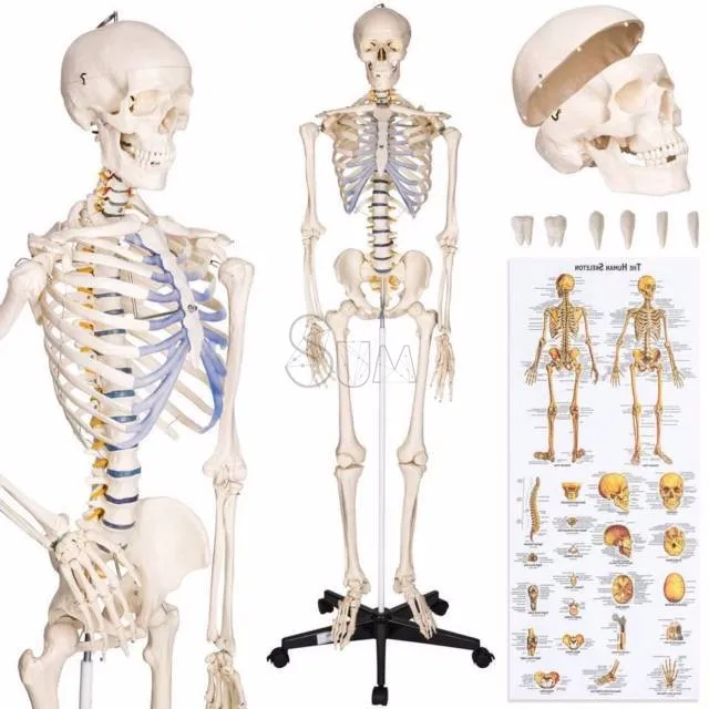 
Buddy the Budget Skeleton Human Skeleton Anatomical Model Life Size & 2 Charts 