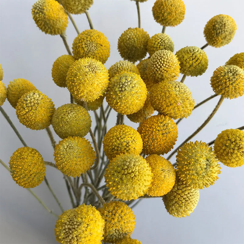 
dried flower collecting dried flower arrangements for walls 