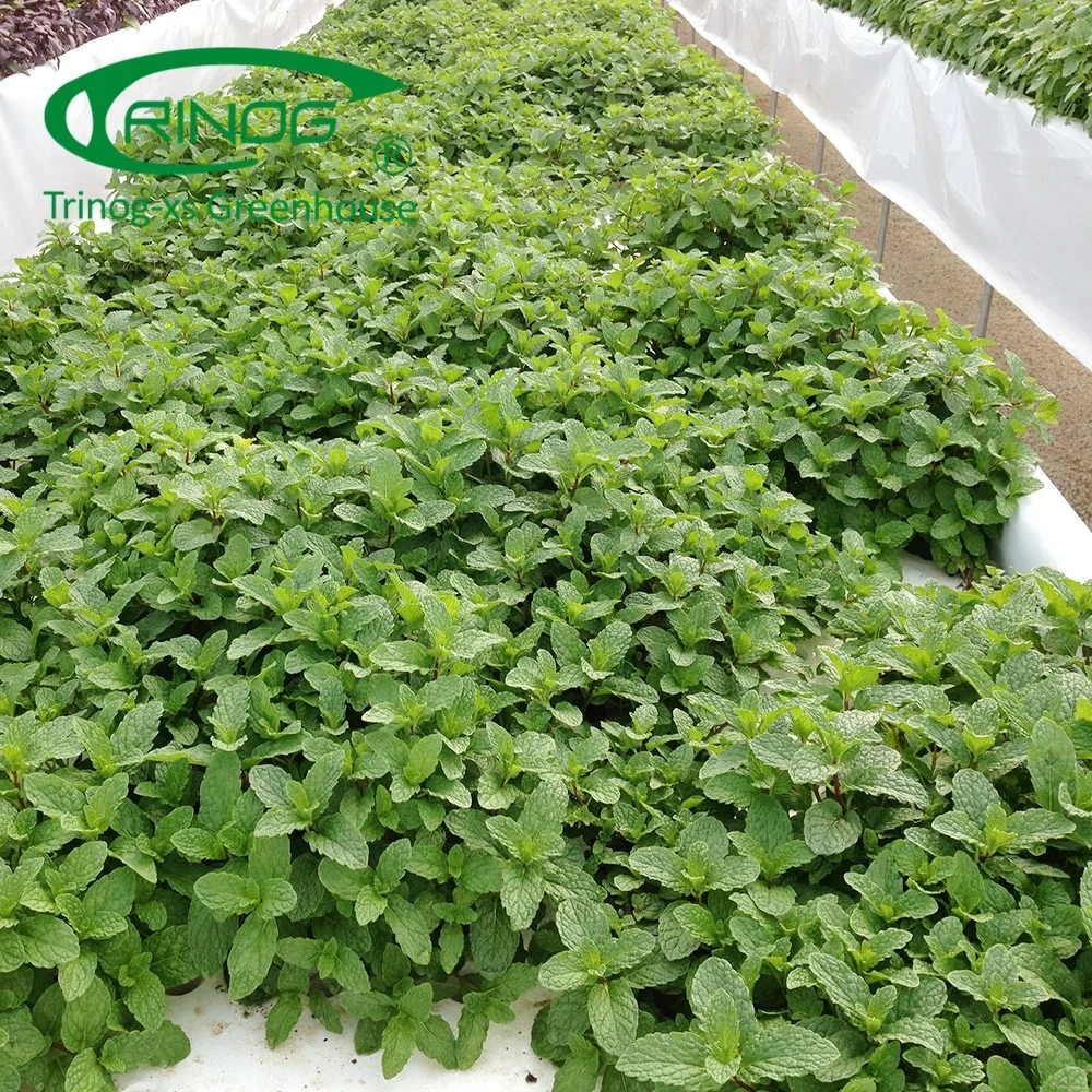 Trinog Greenhouse OEM commercial greenhouse farm ebb and flow bed hydroponic for herbs