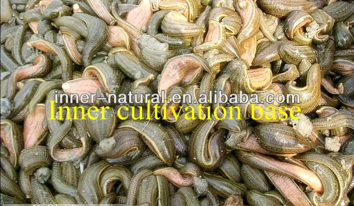 
Natural Hirudin Powder/Leech powder 