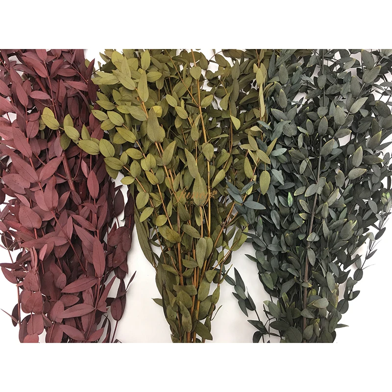 Last 3 Years Natural Flower Leaves Arrangement Dried Preserved Eucalyptus