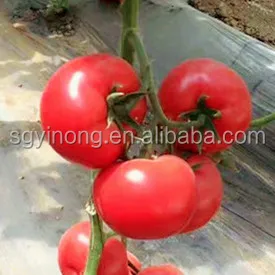 Loreal F1 Big red fruit heat resistant hybrid tomato seeds