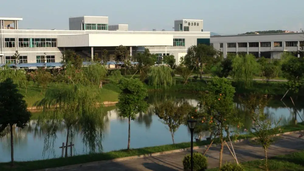 Organic No Pollution Jasmine Green Tea Or Jasmine Flower Tea