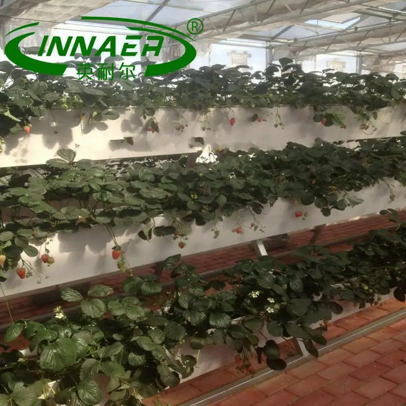 The most popular agricultural products is pinard plant slot