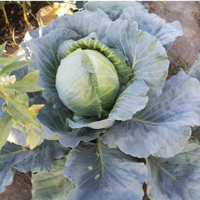 High quality hybrid cabbage seeds with competitive price for sale