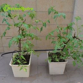 Коммерческие Гидропонные Горшки для выращивания, голландский Батон, ведро для помидор