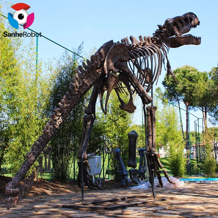 Life size Museum skeleton dinosaur for sale
