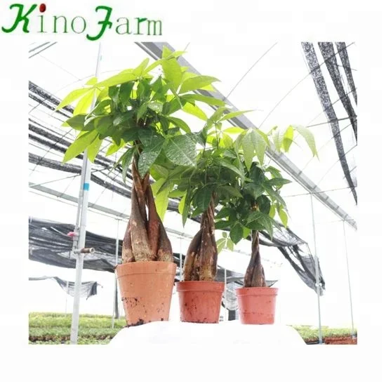 
zhangzhou kinofarm decorative indoor plants parchira bonsai 
