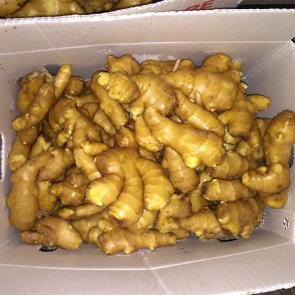 
Fresh Ginger From China 