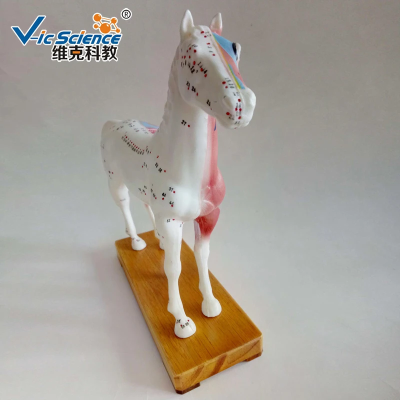 Hot Sale Animal Models Horse Acupuncture Model  for Teaching