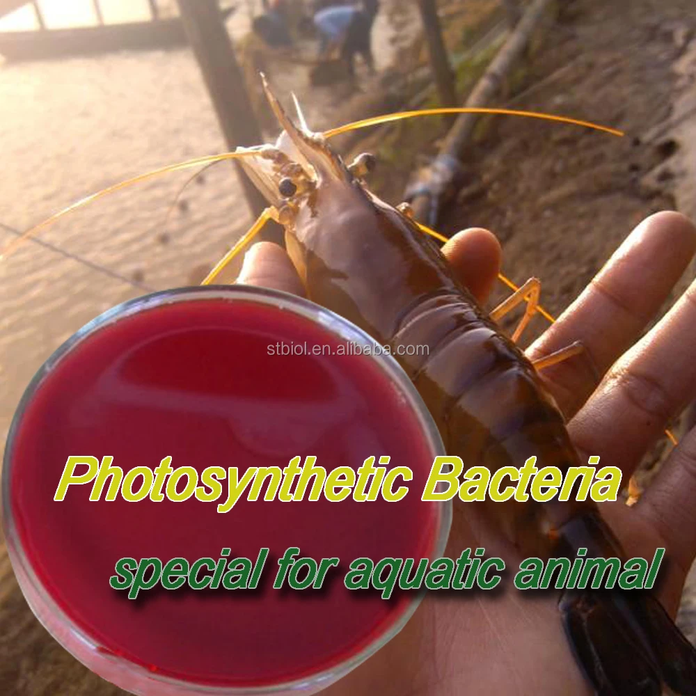
Phototropic bacteria photosynthetic bacteria,Agriculture used probiotic photosynthetic bacteria organic animal feed 