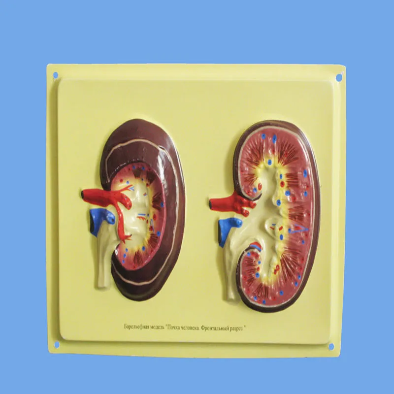Biology Teaching Aids Anatomical Bas Relief Model Of Human Kidney Equipment