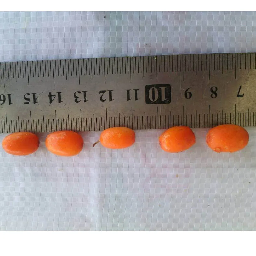 
new season good quality good price Frozen Sea Buckthorn berry IQF Sea Buckthorn berry 