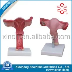 Манекен матки для анатомии