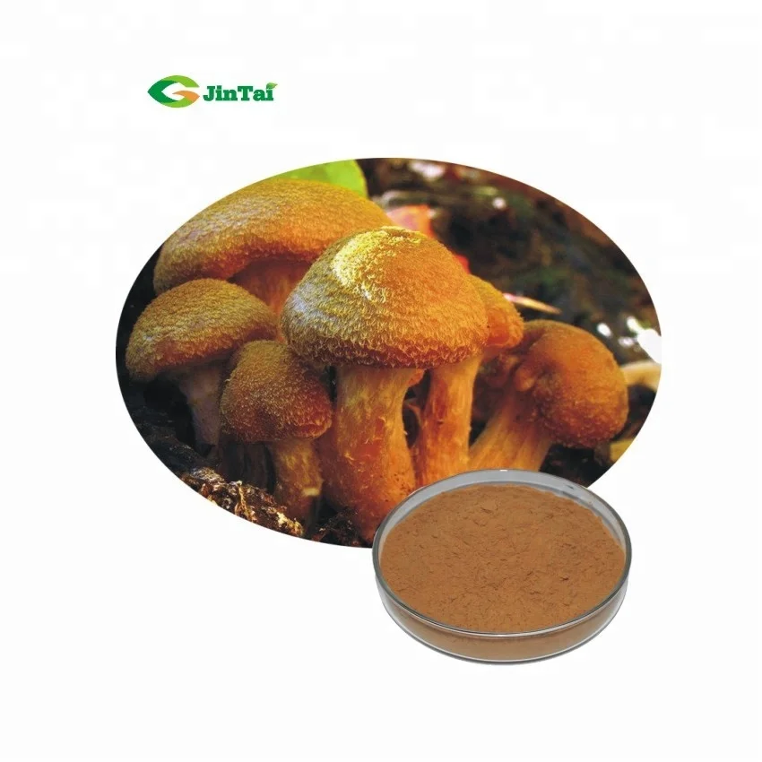 High quality Honey Mushroom Extract Powder From Manufacture