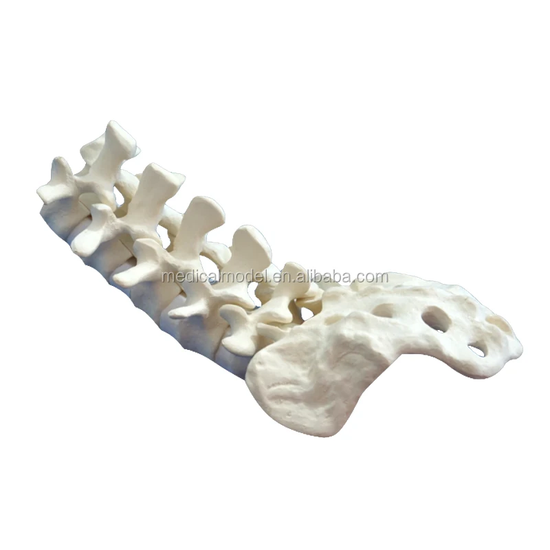 Orthopaedic bones Model For Cut,Drilled, Tapped Or Gouged