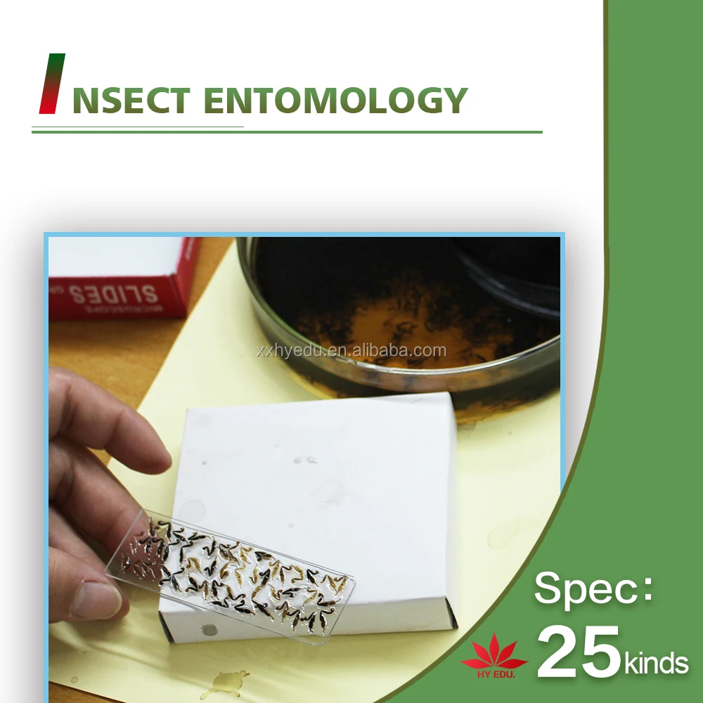 Hot-selling 25 kinds Insects whole mount slides Entomology series specimen microscope slides