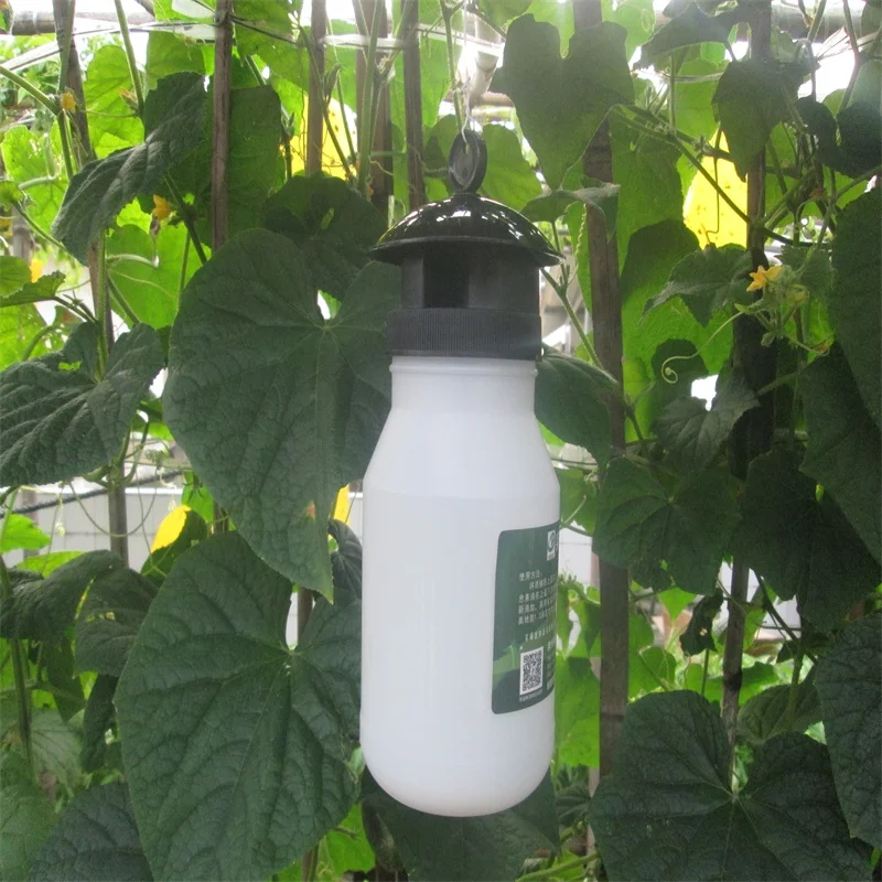 Bactrocera Dorsalis Pheromone lure