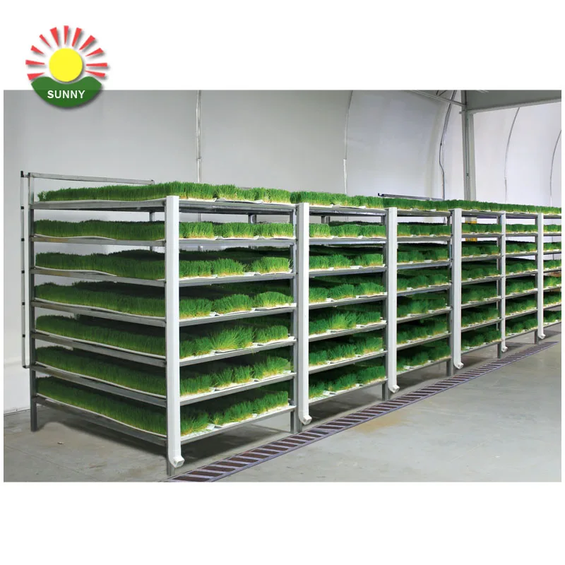 New arrival green fodder machine hydroponic fodder trays