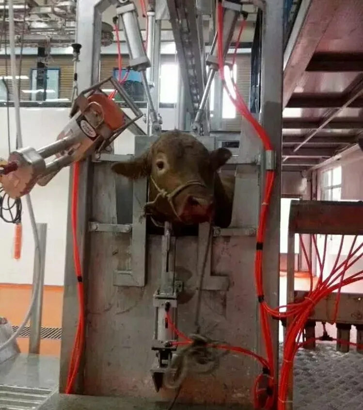 Оборудование для убоя крупного рогатого