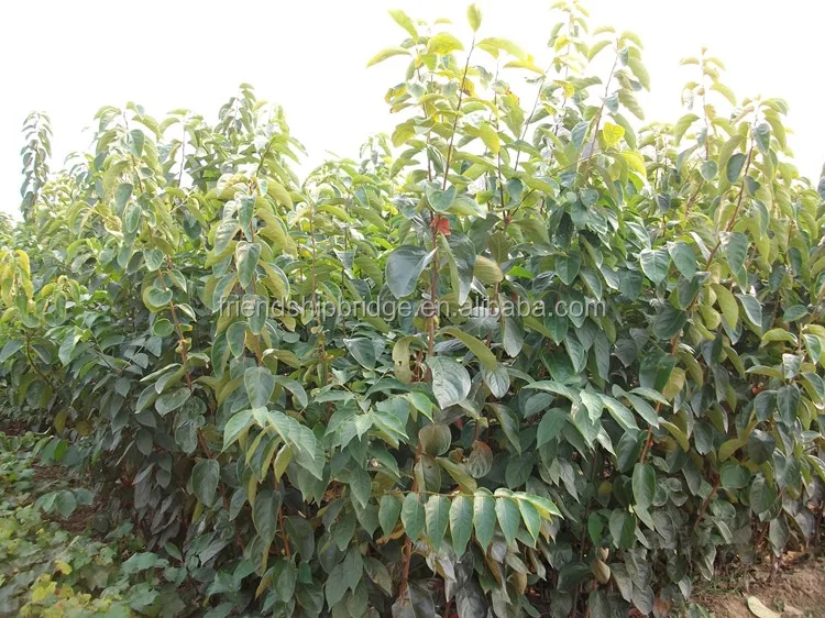 
Wholesale Excellent variety persimmon fruit seedling 