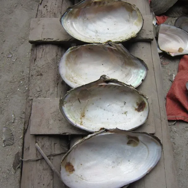 Promotion Price Chinese Freshwater Pearl Shell River Seashell in Cheap Price