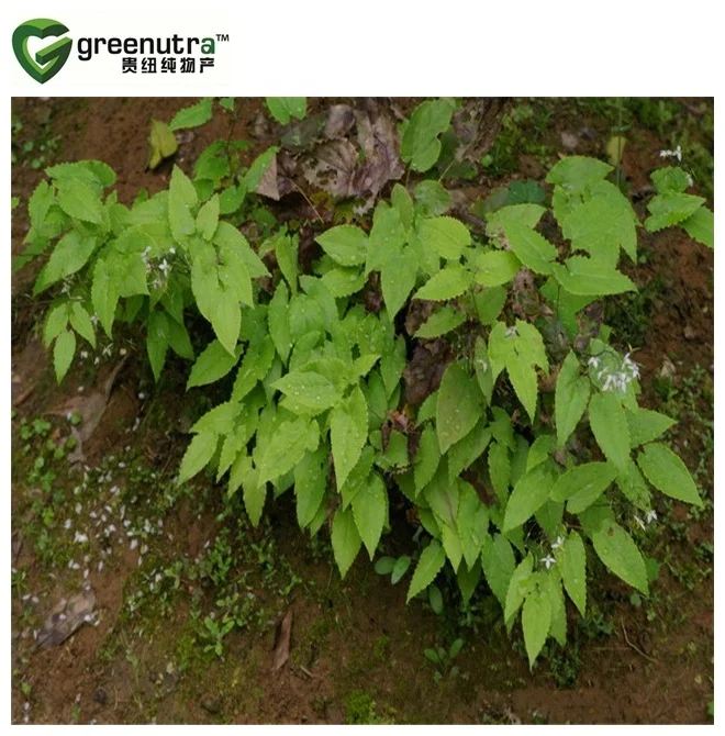 Epimedium brevicornum Maxim extract