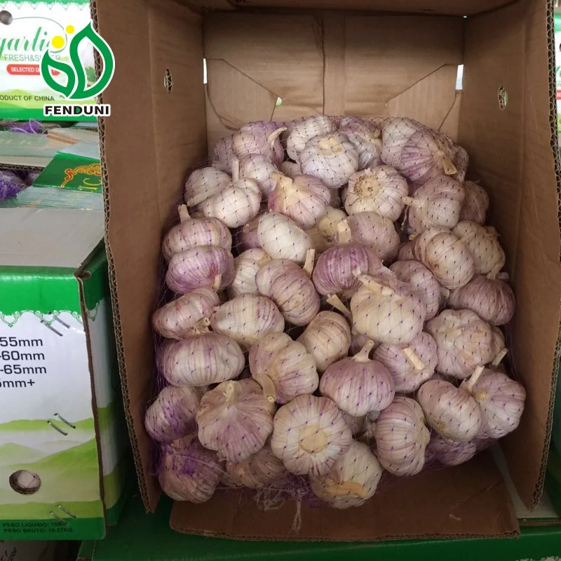 nova safra preco alho fresco branco para exportacao garlic