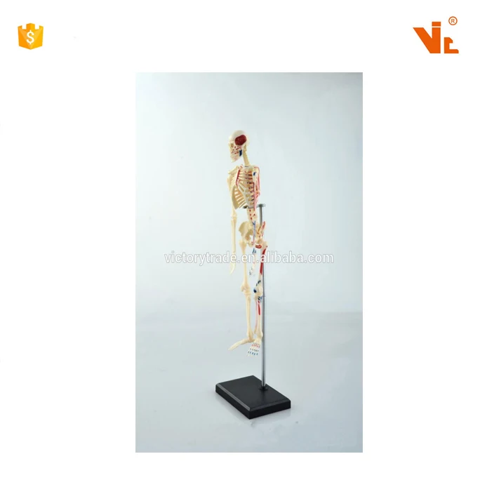 V-HM01 4D MASTER Artificial Human body bone skeleton structure anatomy model