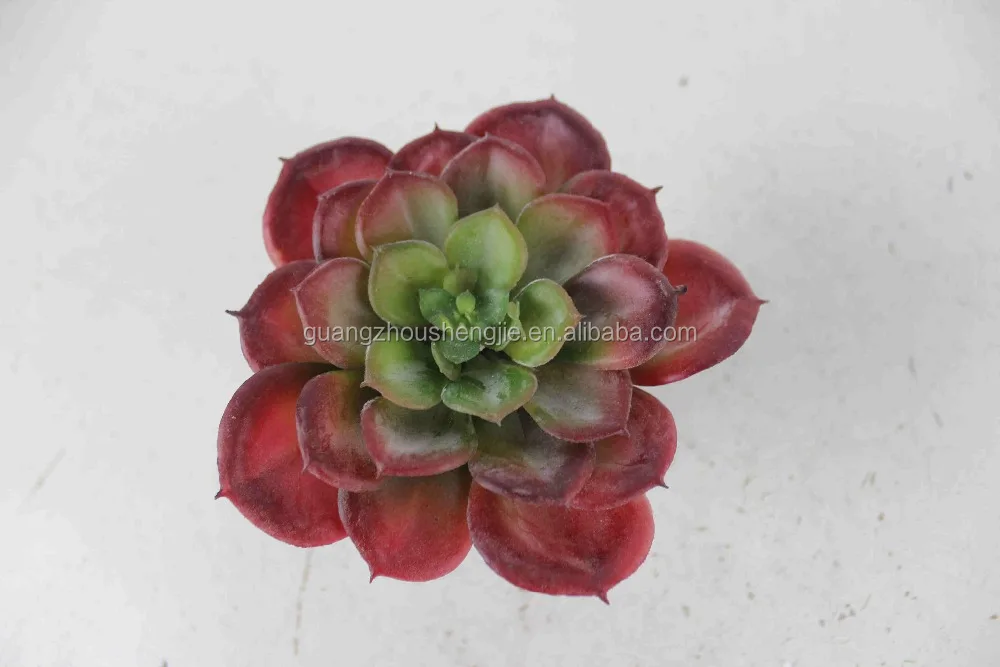 Decorative mini cactus succulent plant for vertical green wall