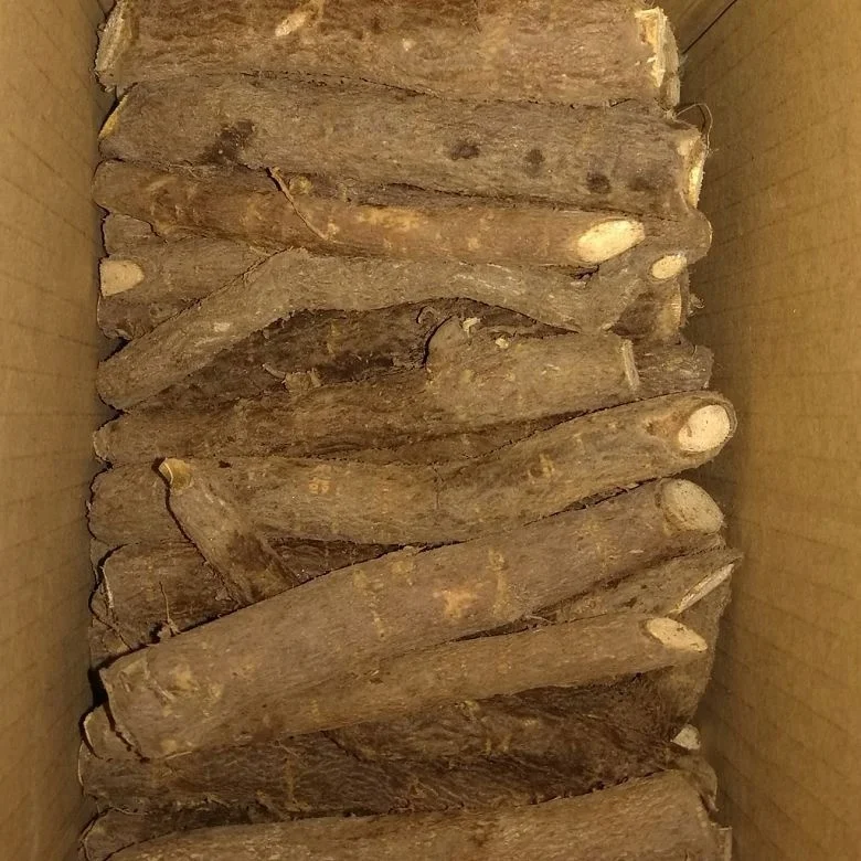 chinese high quality cold resistant fast growing royal empress tree rootstock