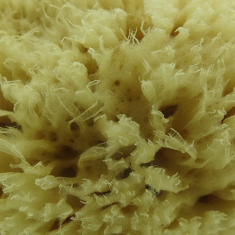 Top level quality honeycomb natural sea sponge bath massage sponge from Greece