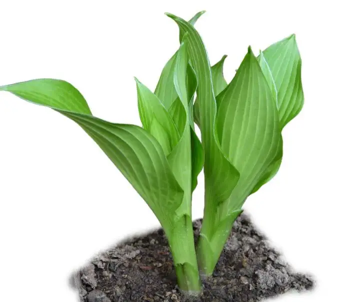 Новые собранные чистые ароматные семена плантаиновых лилий Hosta для посева