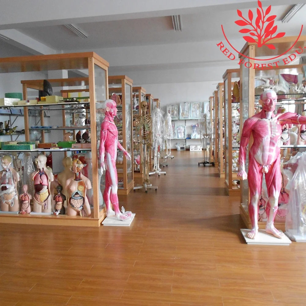 Human 85cm internal organs skeleton anatomy model