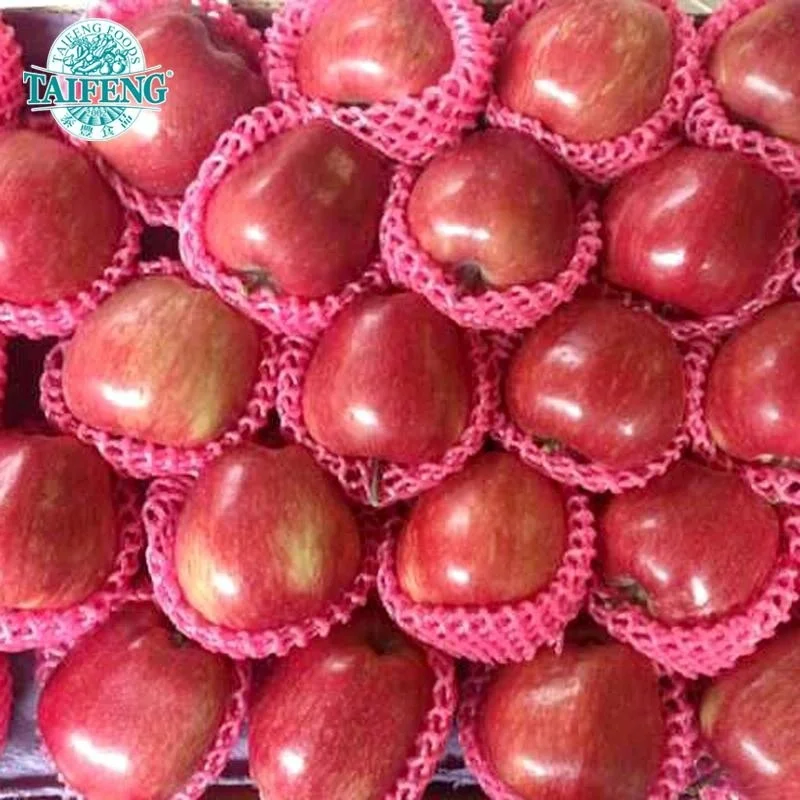 
2020 new crop fresh Fuji apple best price good quality 