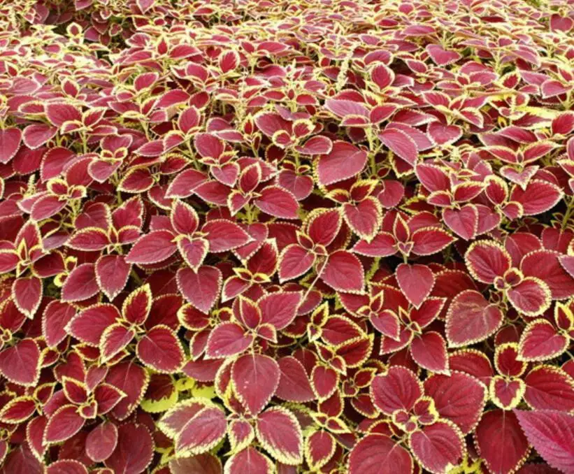 
500g Houseplants dress up your Painted-leaf Begonia rex seeds for sale 