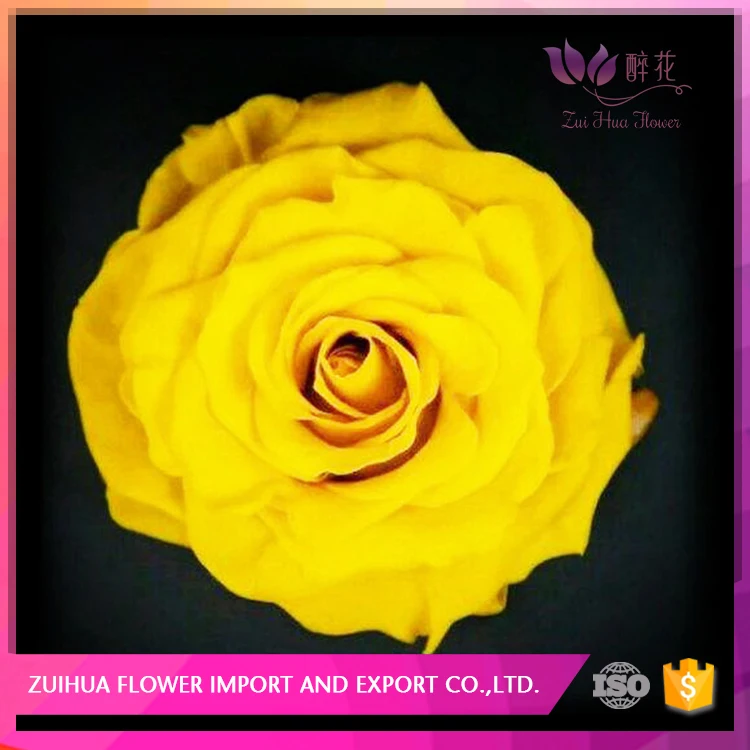 7-8cm factory home/hotel decoration preserved dried flower rainbow rose