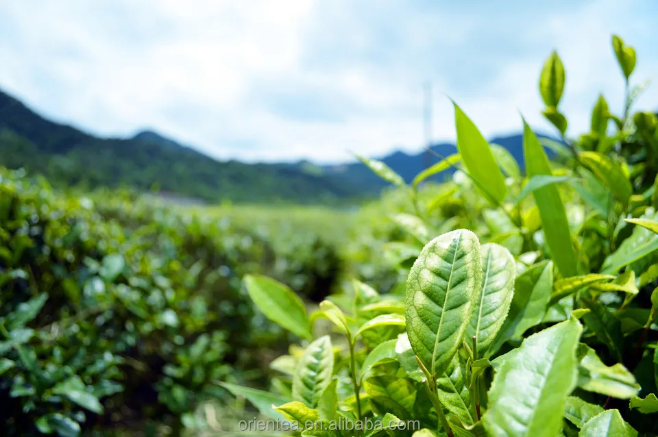 
Japanese organic Matcha green tea Powder 