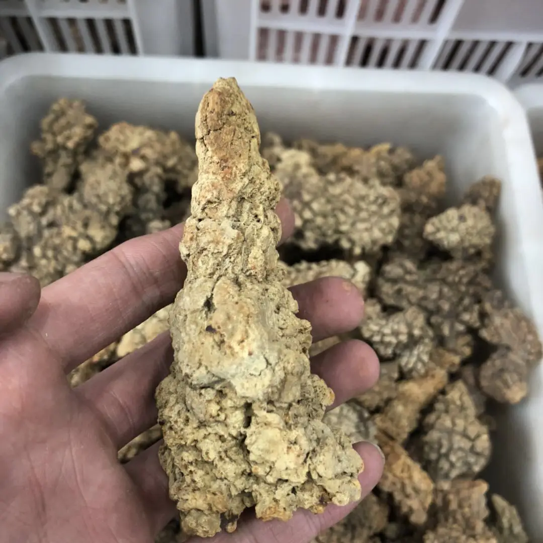 Natural Monazite Specimen Dinosaur Faeces Fossil Stone Rare Earth Minerals Dinosaur Excrement Fossil