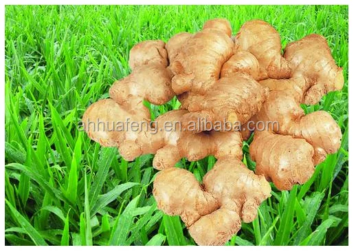 
Hot Sale Ginger Dried Ginger Slice 