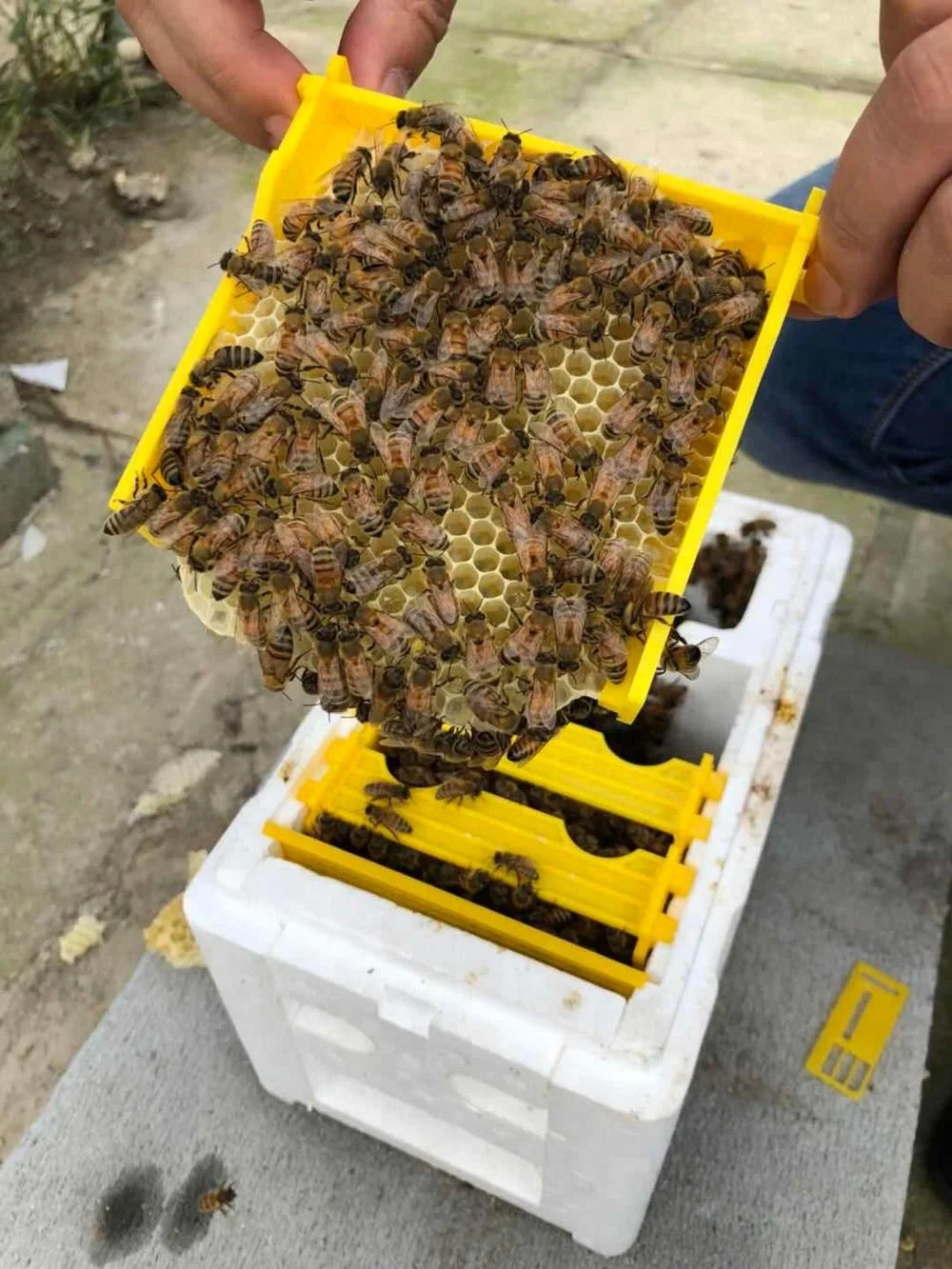 
Cheap bee hives for sale mini foam polystyrene bee box queen breeding kit 