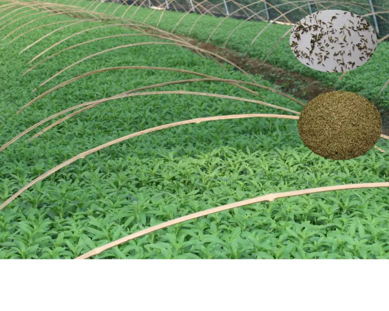 Купите китайские гибридные F1 семена стевии высокой урожайности/семена стевии ребаудианы для выращивания с высокой степенью прорастания