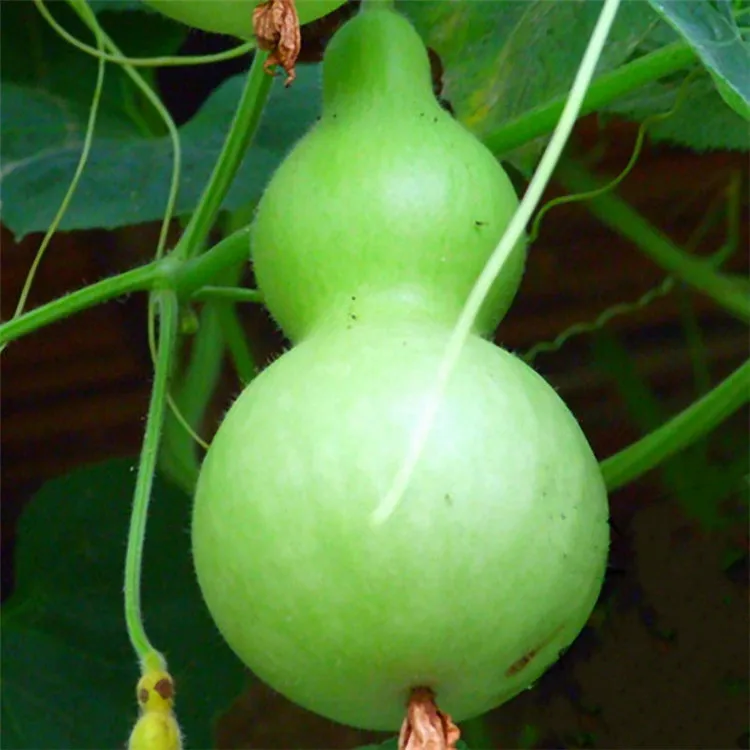 
Ornamental Large Bottle Gourd Seeds Calabash Seeds 
