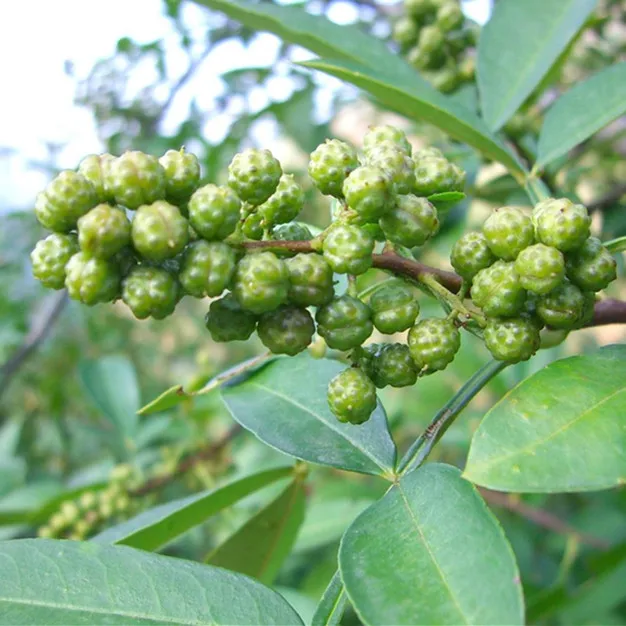 
Trustworthy China manufacturer supply 2020 new products food condiment green sichuan peppercorn 