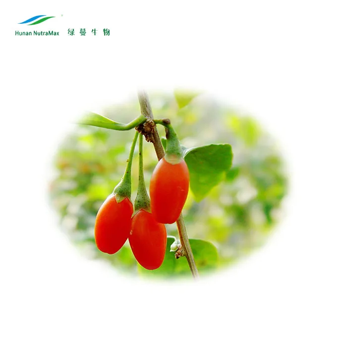 Ягодный порошок сока ягоды годжи для здорового питания