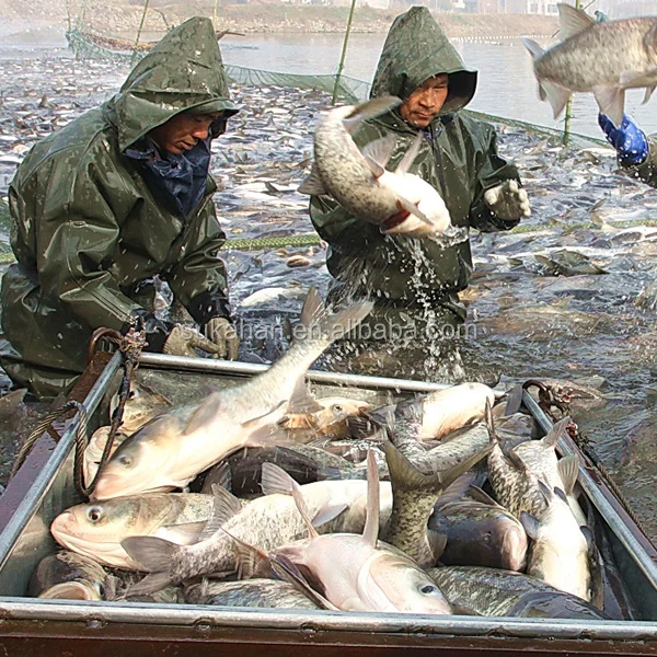 
healthy safe probiotics for shrimp / fish aquaculture probiotics with good quality 