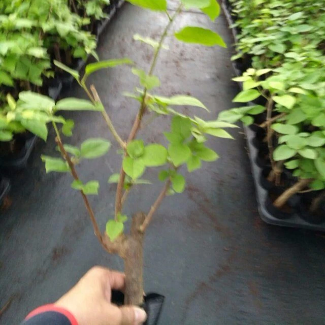 Акция, бугенвиллея из кокосового торфа в горшке